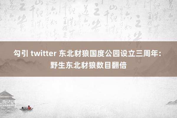 勾引 twitter 东北豺狼国度公园设立三周年: 野生东北豺狼数目翻倍